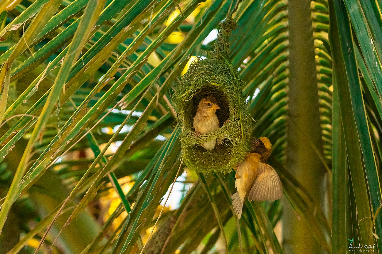 Baya Weaver